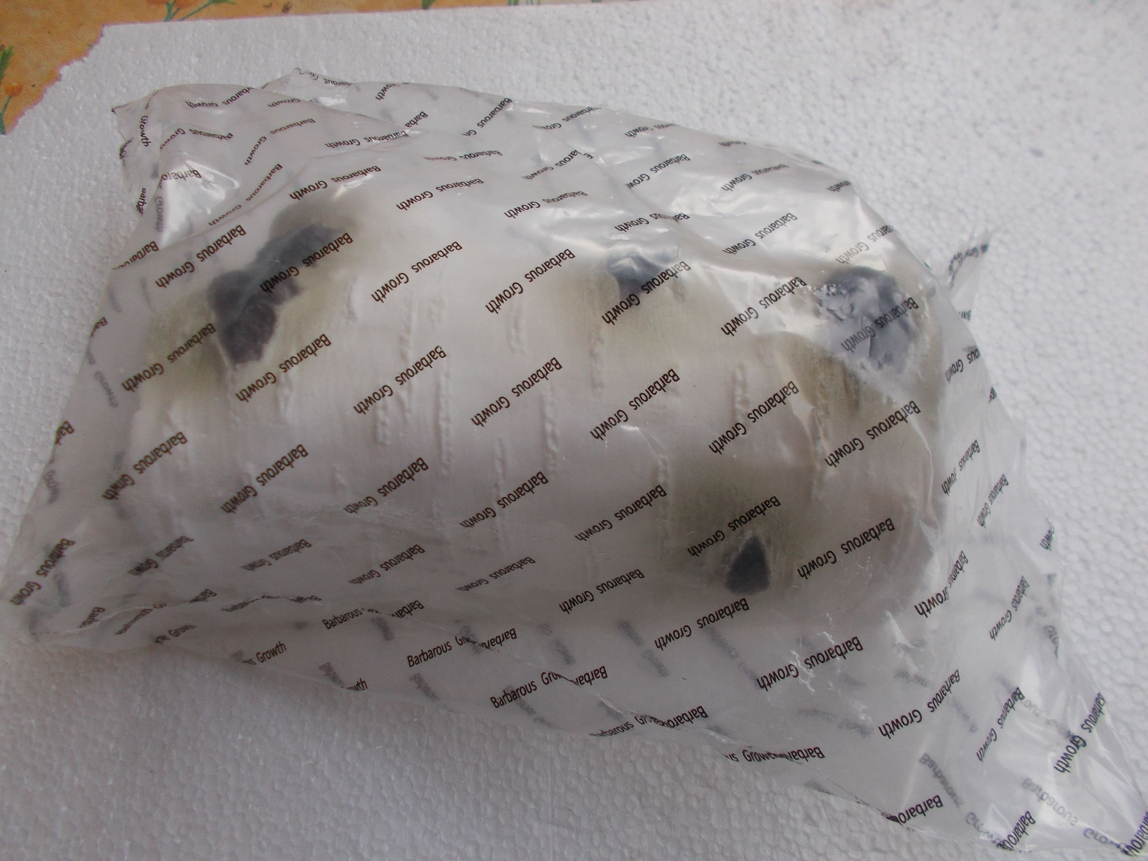 Cachette reptiles Medium 5