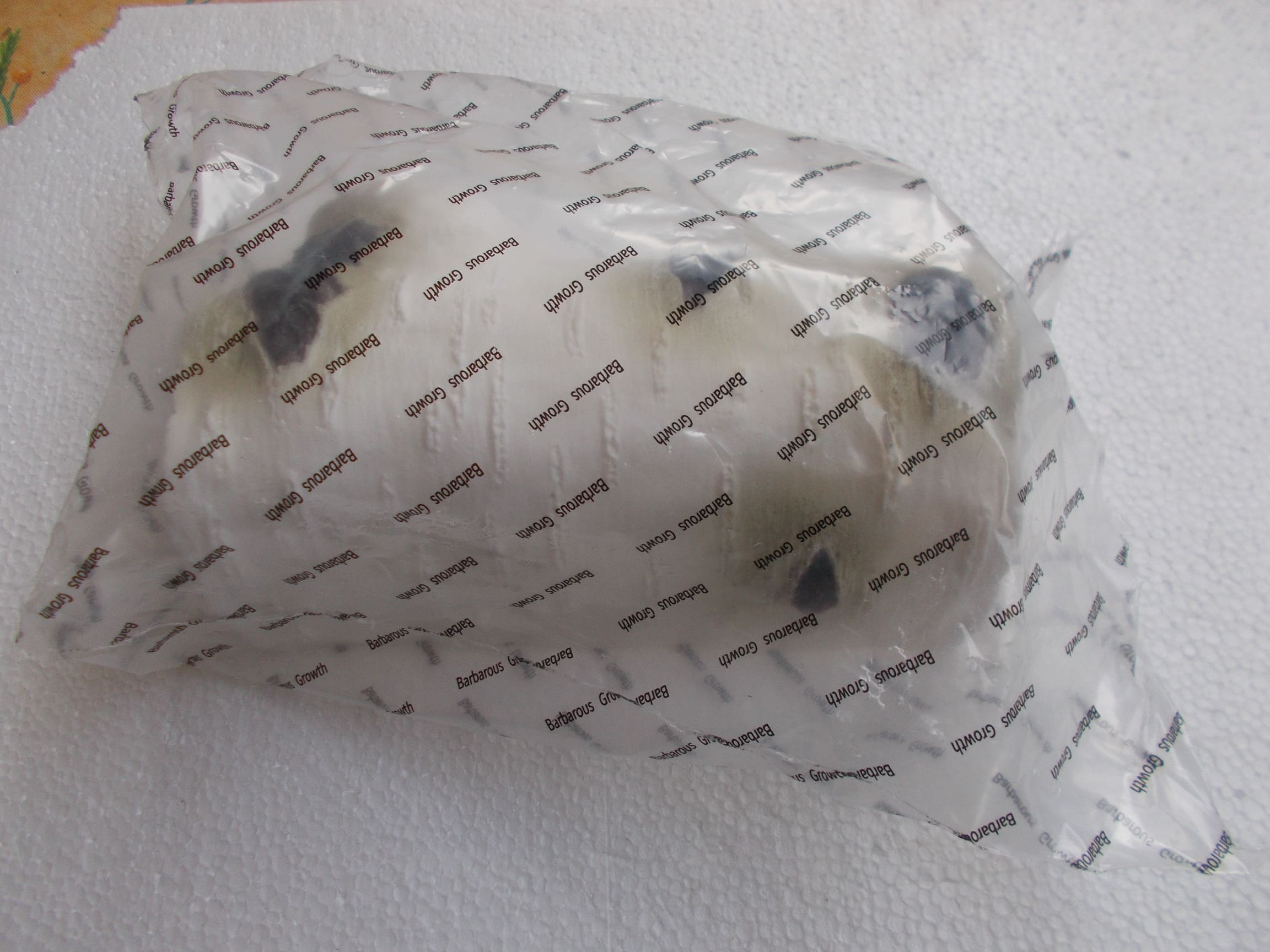 Cachette reptiles Small 5